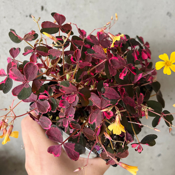 Oxalis 'Plum Crazy'