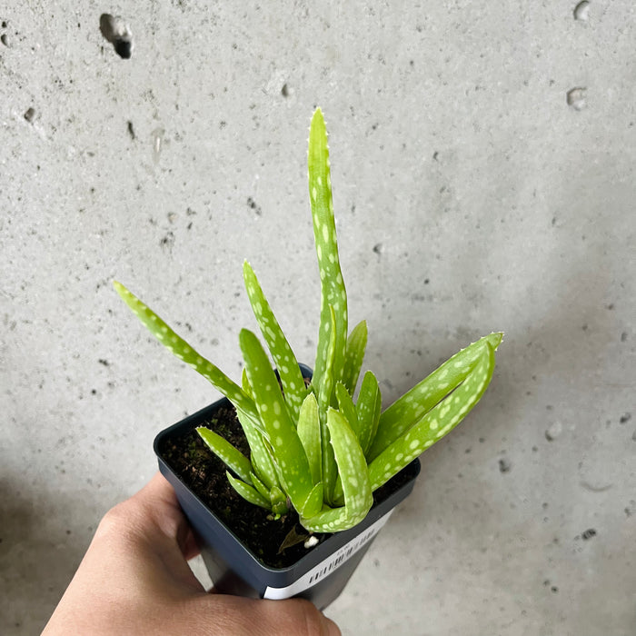 Aloe Vera