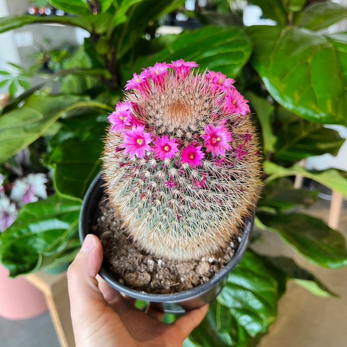 Cacti