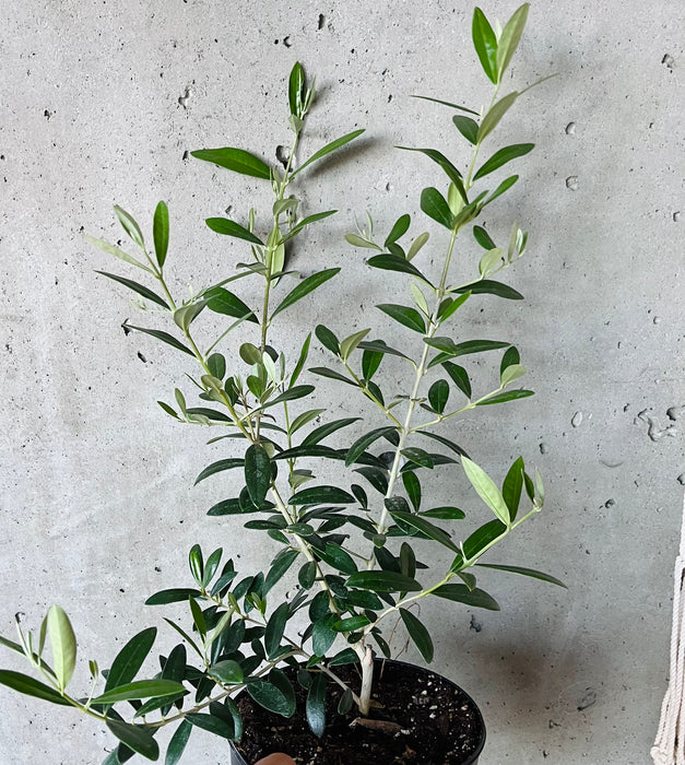 Olive Tree