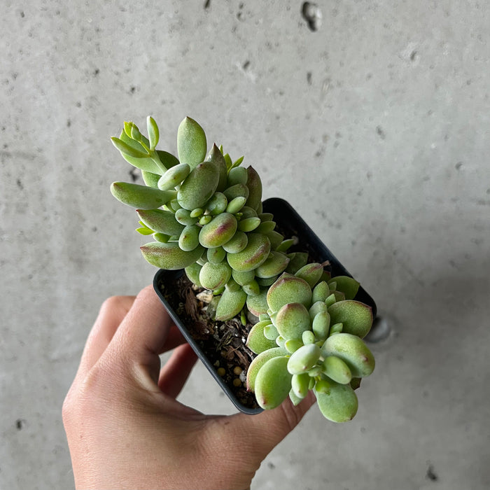 BOGO SUCC
