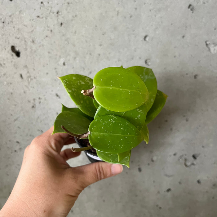 Hoya Verticillata