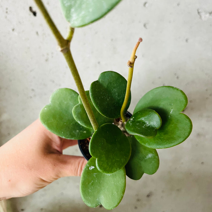 Hoya Kerrii