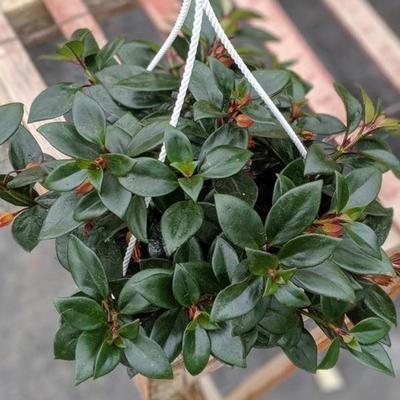Goldfish plant Tropicana in a hanging basket