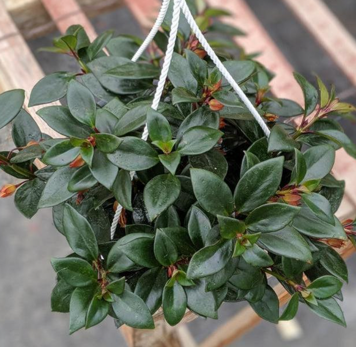 Goldfish Plant 'Tropicana'