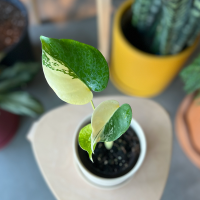 Monstera Aurea