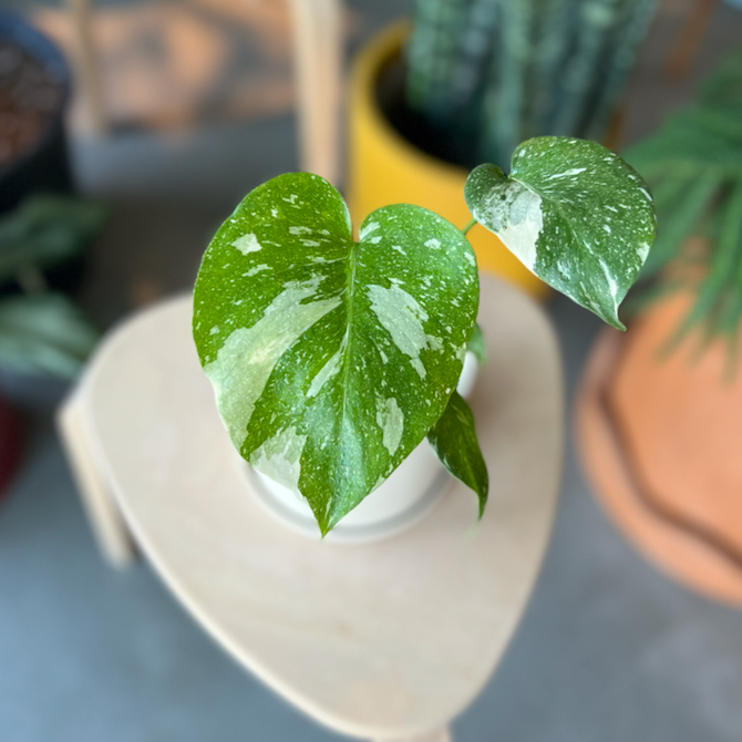 Monstera Thai Constellation