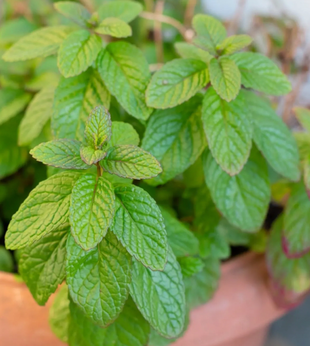 Spearmint