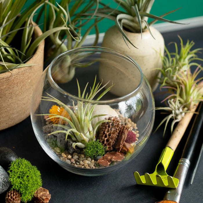 Airplant Terrarium: Globe