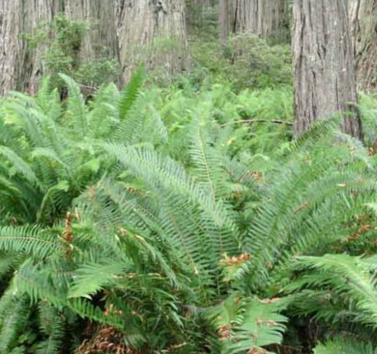Western Sword Fern