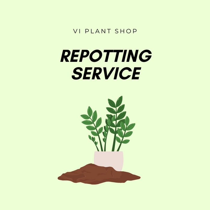 Repot Fee