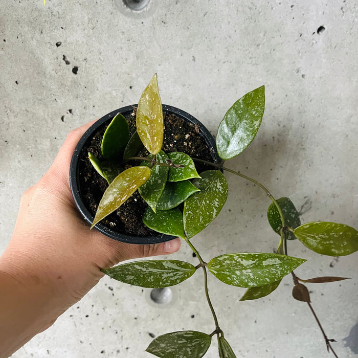 Hoya Gracilis