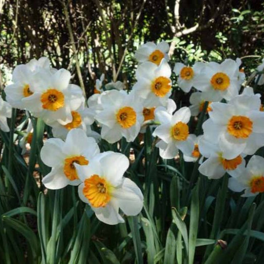 Daffodil 'Barret Browning'