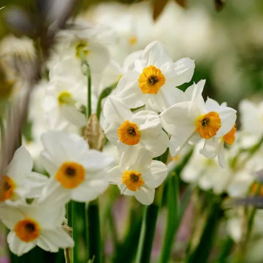 Tazetta Daffodil