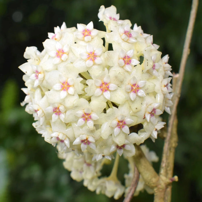 Hoya Verticillata