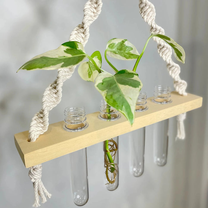 Macrame Propagation Station Hanger