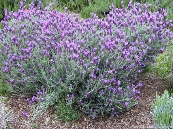 Spanish Lavender