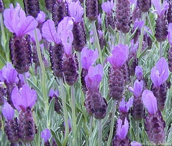 Spanish Lavender