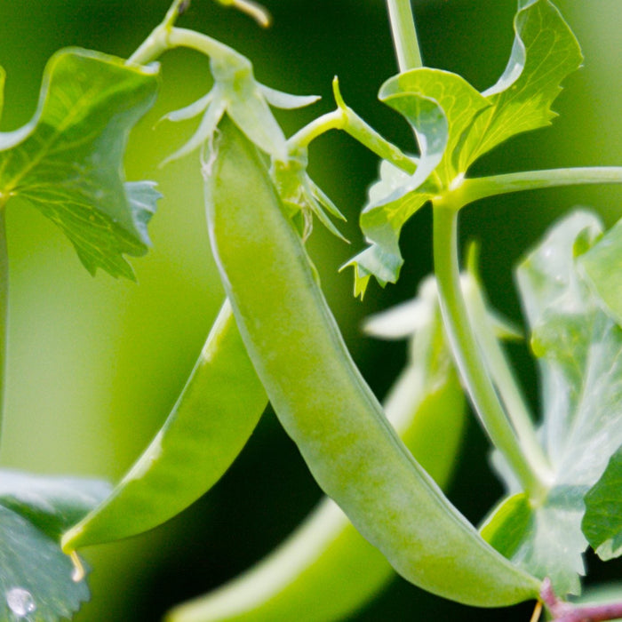 Sugar Snap Peas