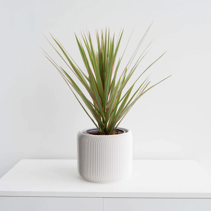 White Pine Planter