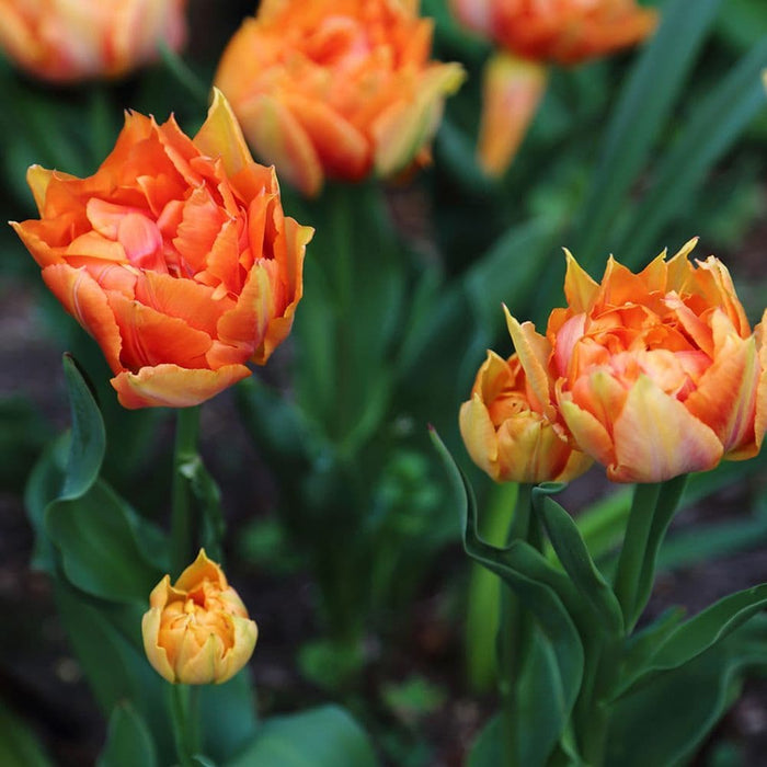Tulip 'Willem van Orange'
