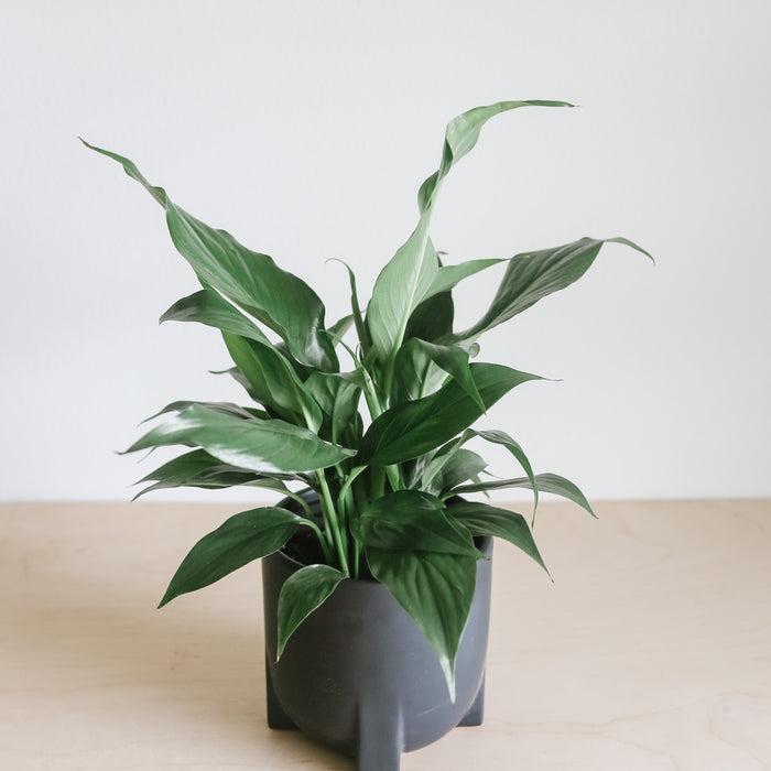Peace Lily