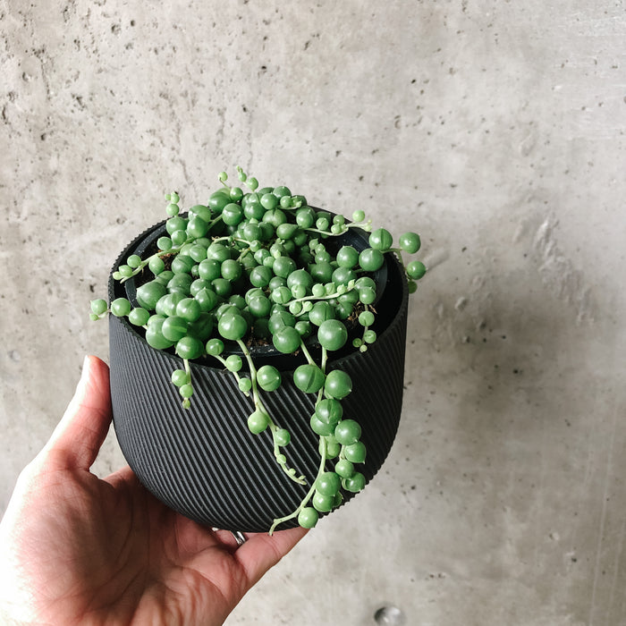 String of Pearls