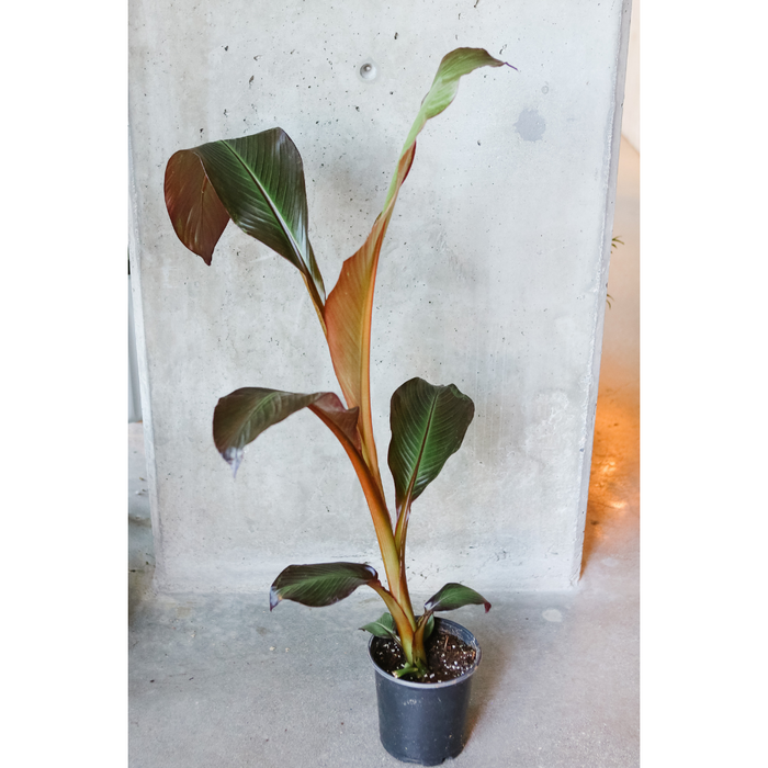Red Banana Plant
