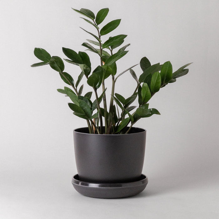 Black Bamboo Fibre Planter