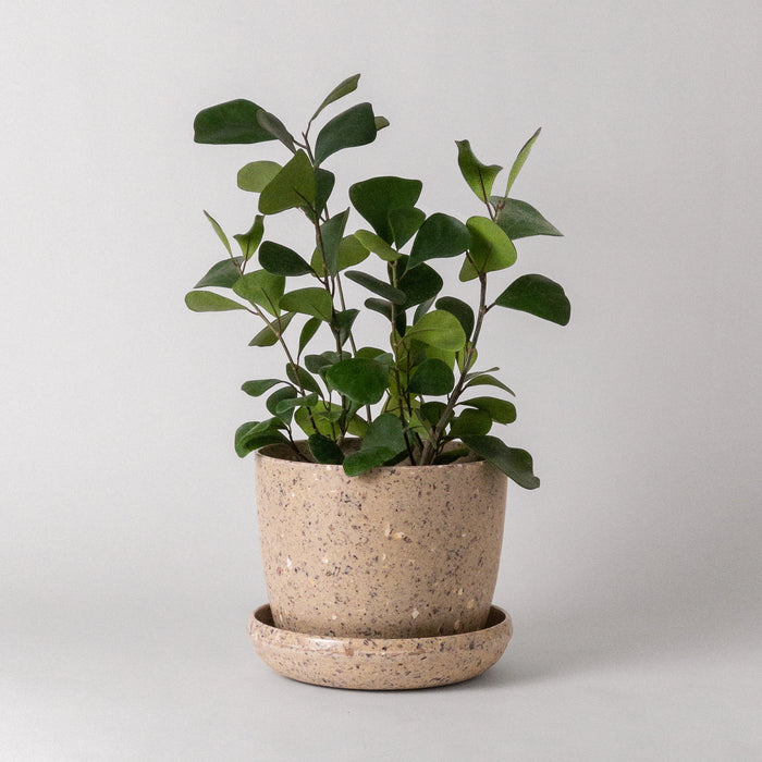Coffee Bean Husk Planter