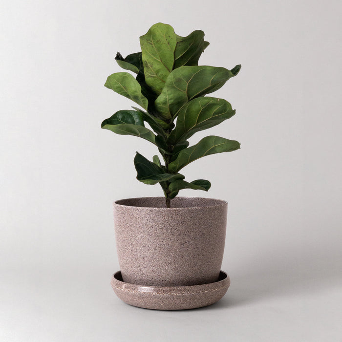 Nut Husk Planter