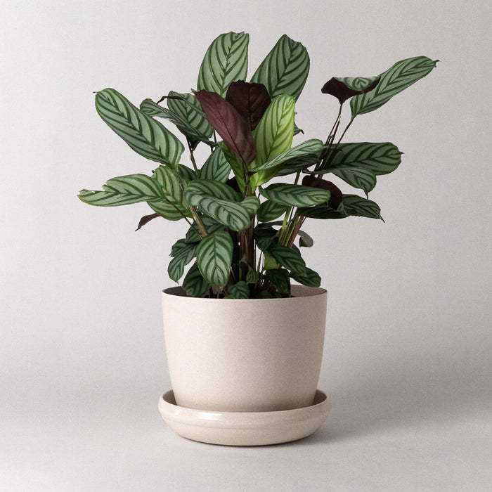 White Bamboo Fibre Planter