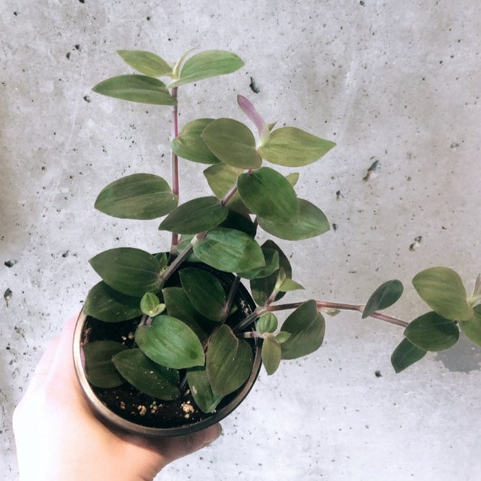 Tradescantia Baby Bunny Bellies