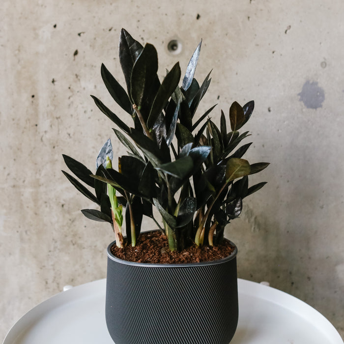 Large Plants