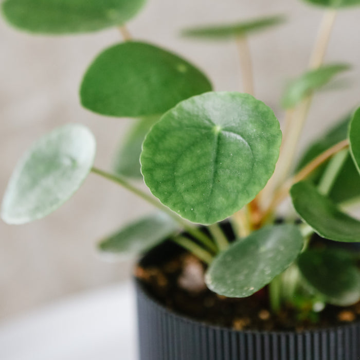 Pilea Peperomioides