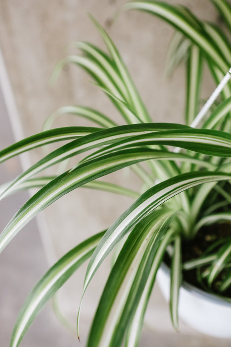 Variegated Spider Plant