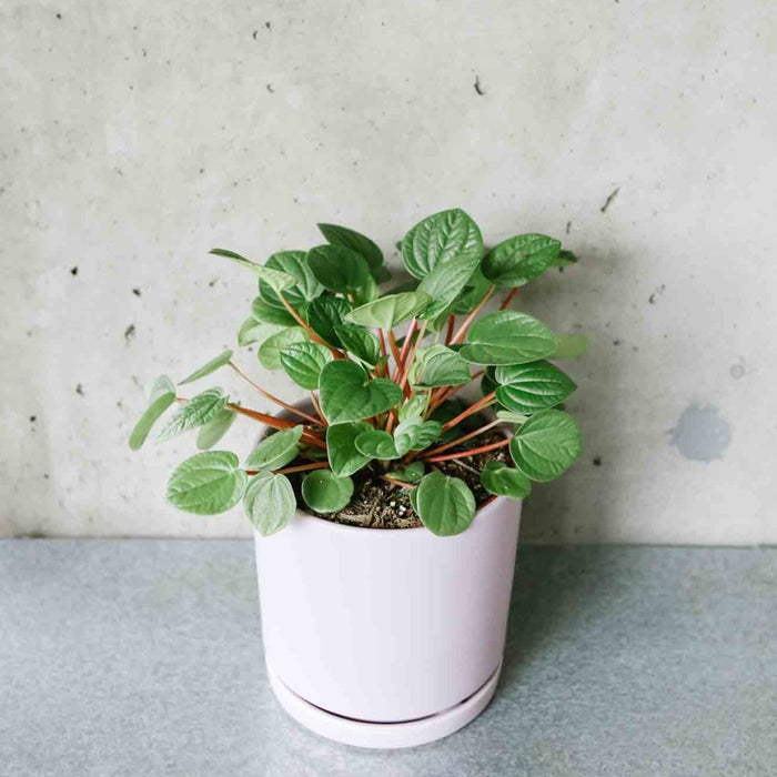 Peperomia 'Rana Verde'