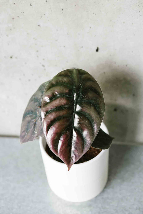 Alocasia Red Secret