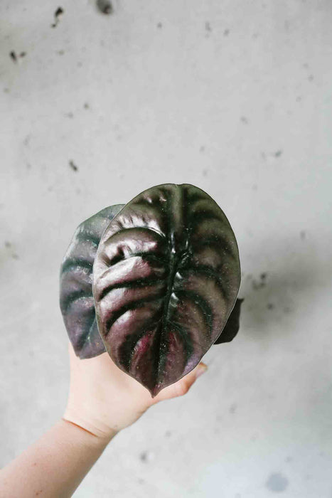 Alocasia Red Secret