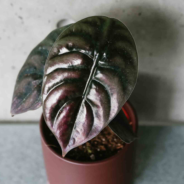 Alocasia