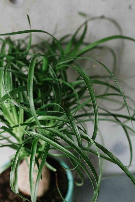 Ponytail Palm