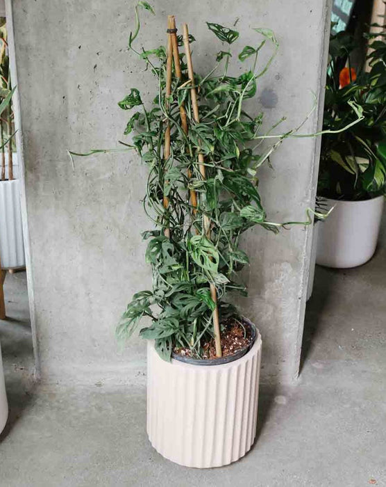 Monstera Adansonii