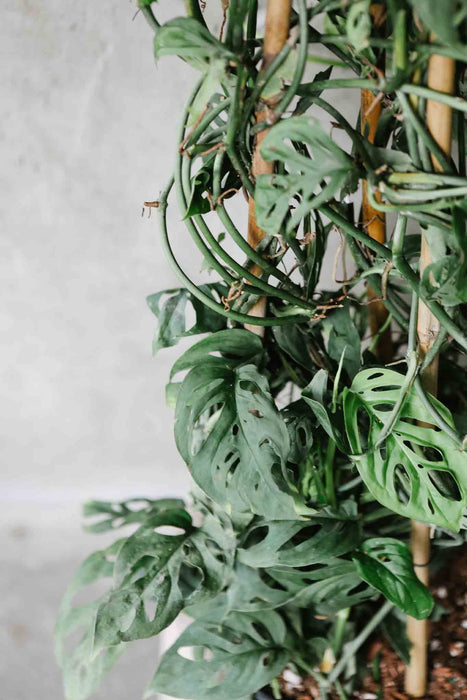 Monstera Adansonii