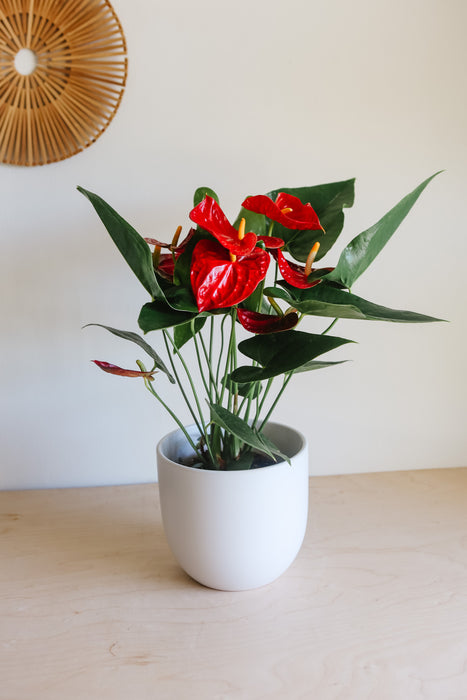 Assorted Anthurium