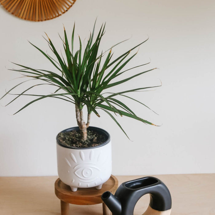 Dracaena marginata