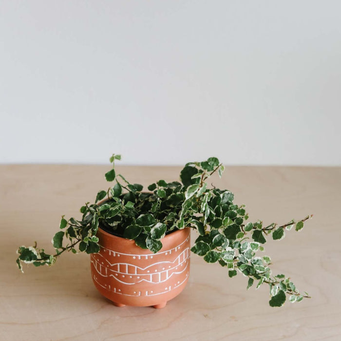 Creeping Fig