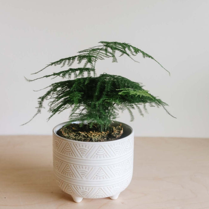 Plumosa Fern