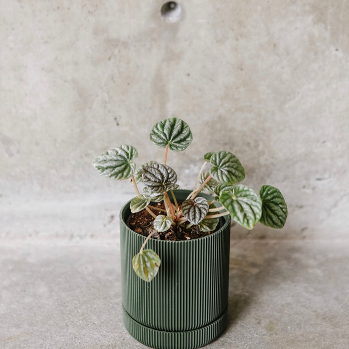 Olive Hemlock Planter