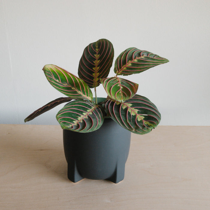 Red Maranta