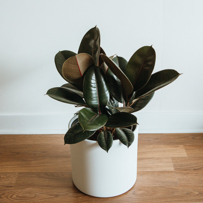 Burgundy Rubber Tree